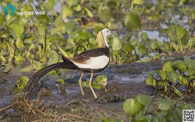 Pheasant-tailed Jacana